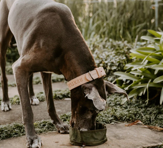Huntlea Adventure Water & Food Bowl