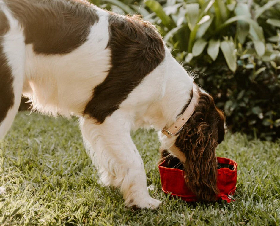 Huntlea Adventure Water & Food Bowl