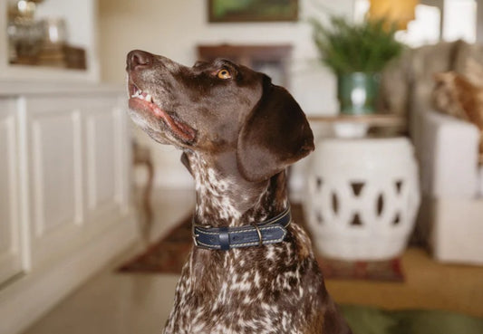 Huntlea Leopard Dog Leather Collar