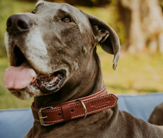 Huntlea Rhino Dog Leather Collar