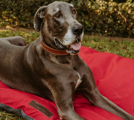 Huntlea Urban Pillow Dog Bed