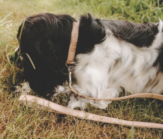 Huntlea Impala Leather Dog Lead
