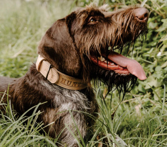 Huntlea Impala Mighty Plain Dog Leather Collar