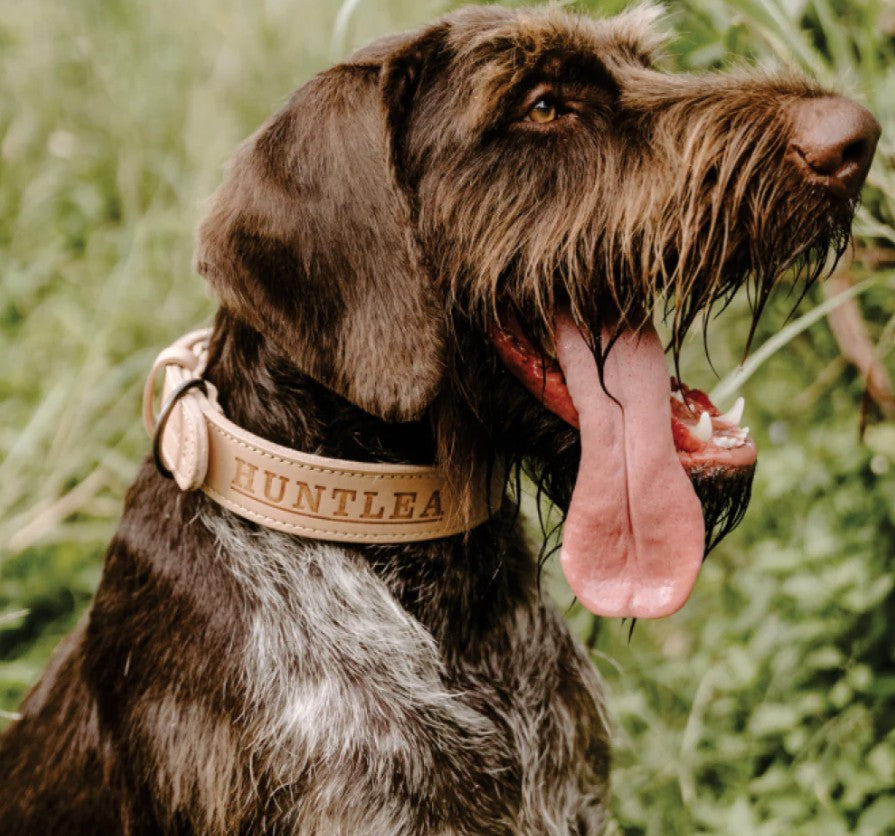 Huntlea Impala Mighty Plain Dog Leather Collar