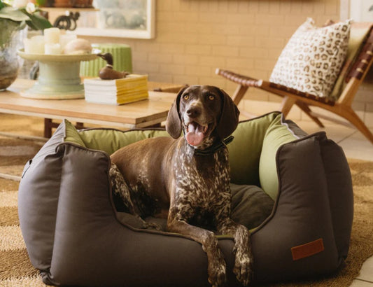 Koletto Queen Dog Bed